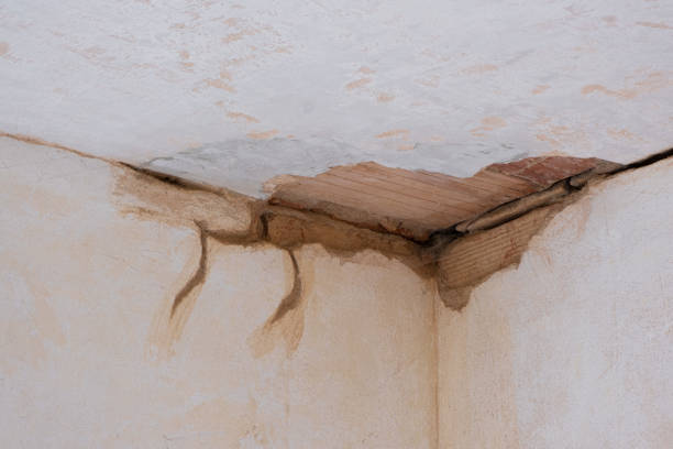 Best Flood damage cleanup  in Steelevle, IL